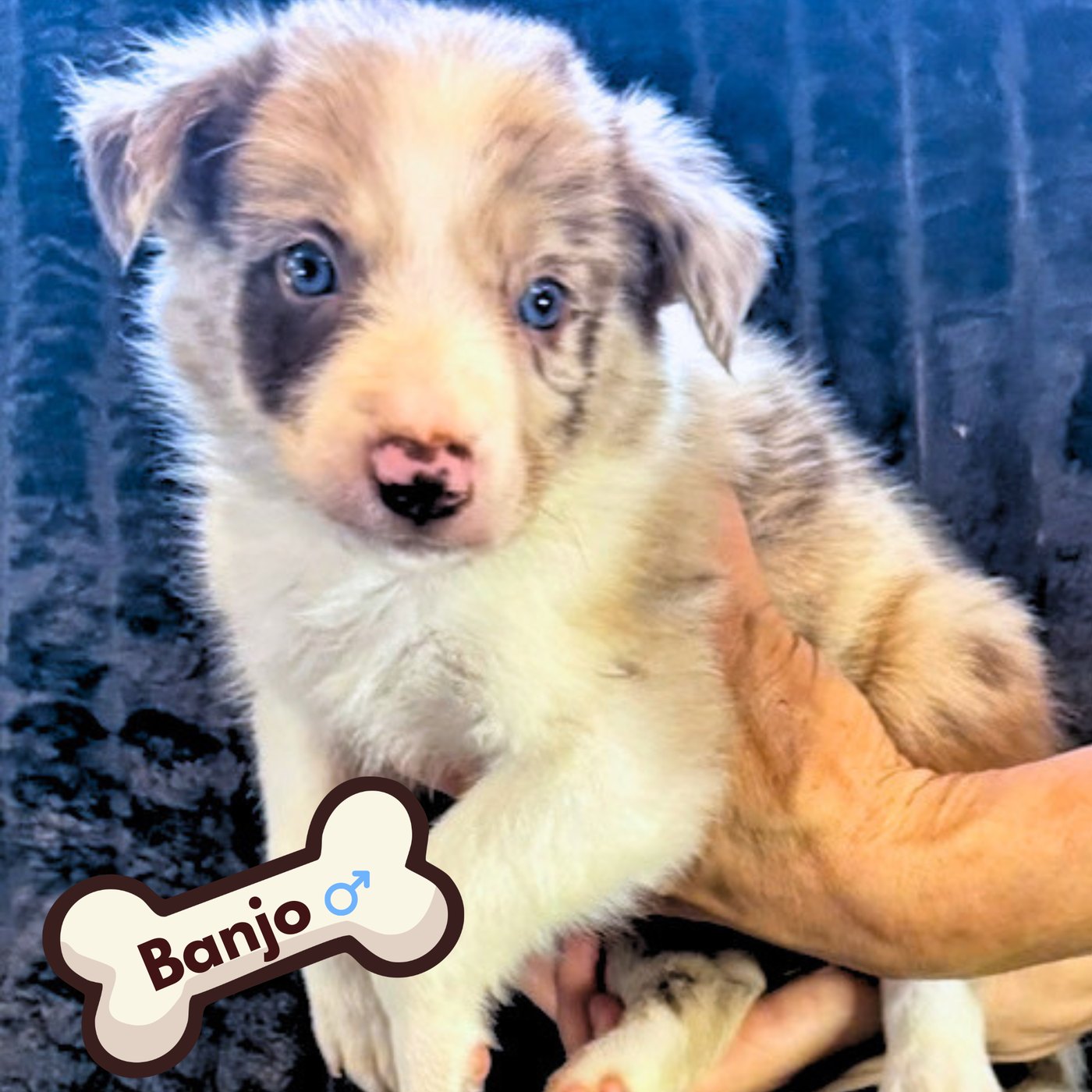 Banjo, red merle puppy