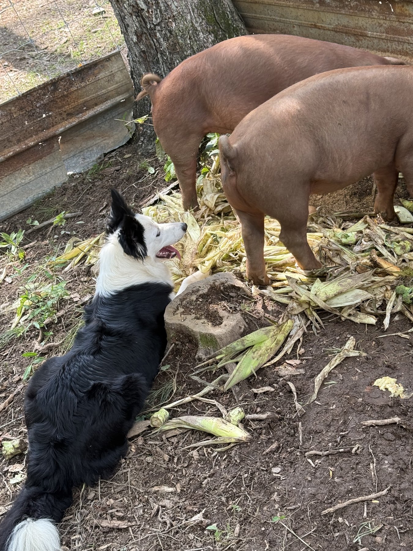 Adult Border Collie working with Red Duroc pigs on Nine Peaks Farm