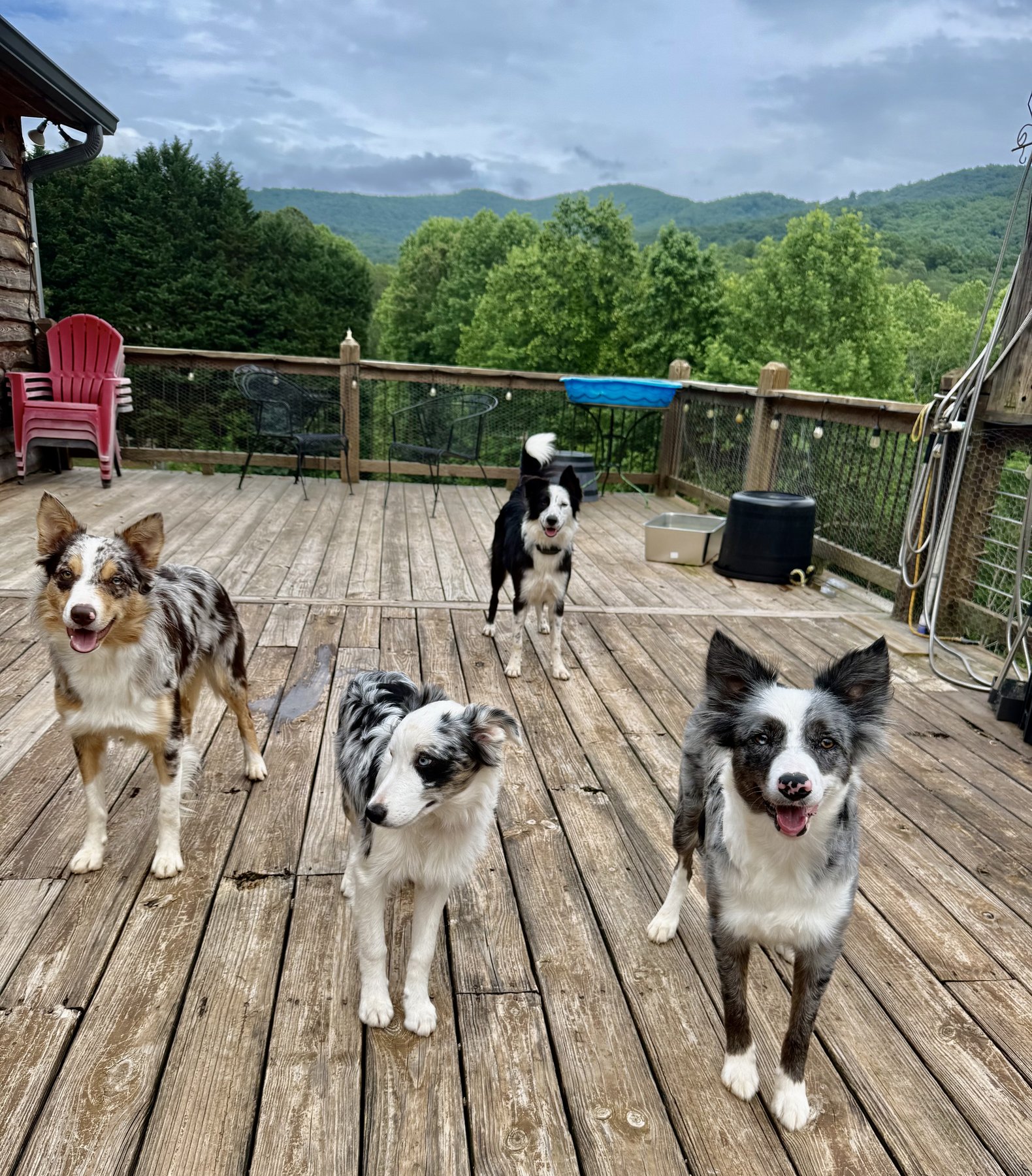 Adult Border Collies on the farmhouse porch overlooking the Blue Ridge mountains