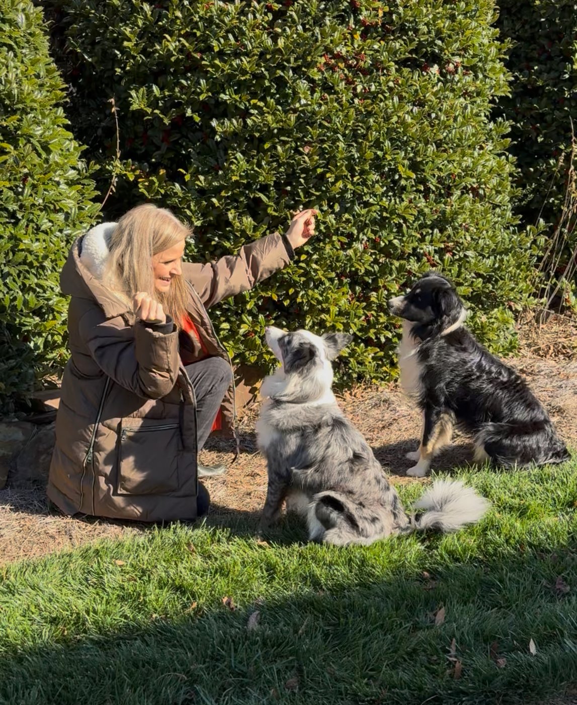 Handler training two Border Collies on the lawn